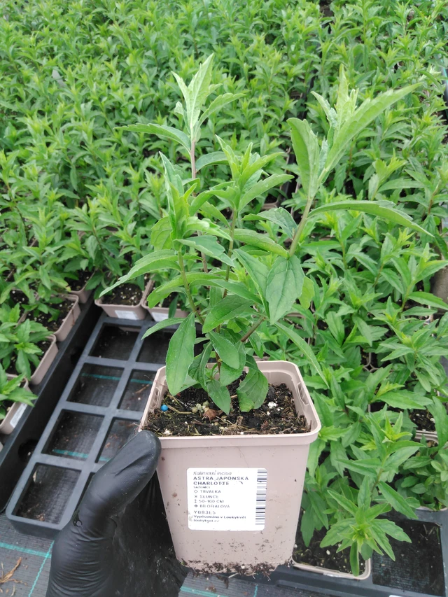 Aster japonés Charlotte - 2024