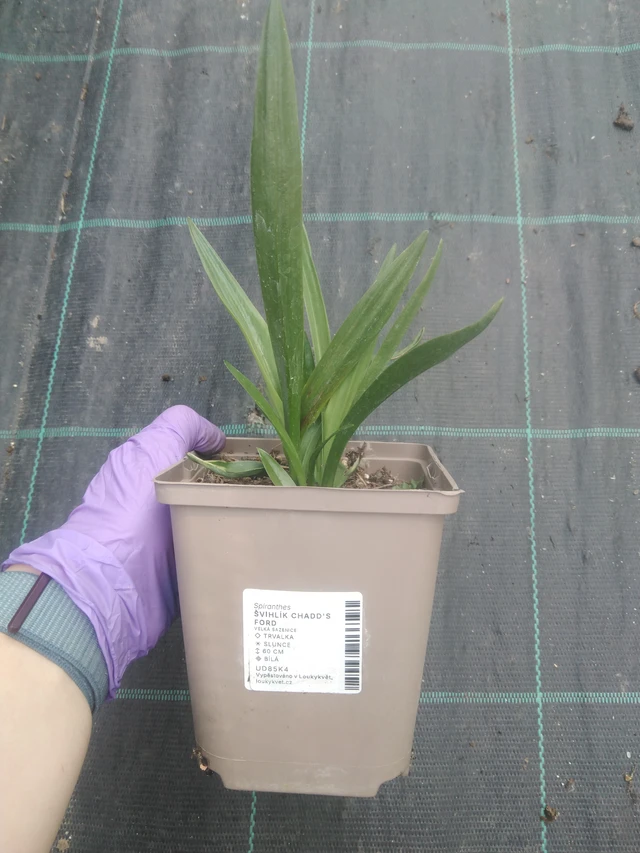 Gaura Chadd's Ford - 10. 7. 2025