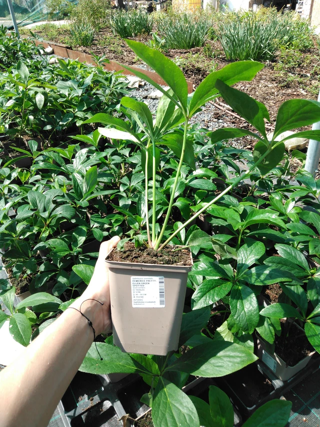 Jouluruusu Pretty Ellen Green Spotted - 2024