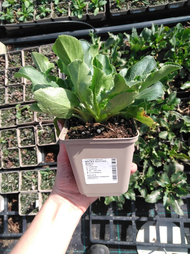 Eringio Glitter White - 2024