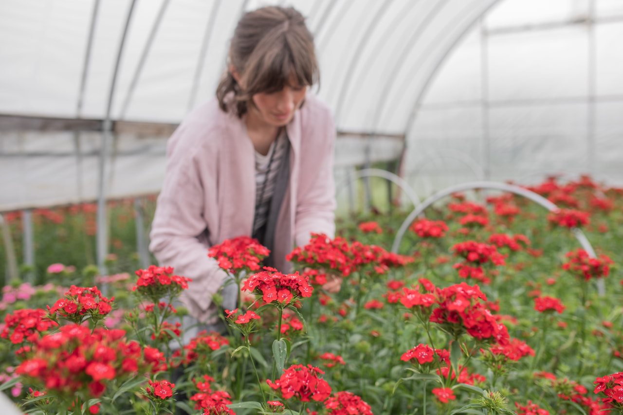 Clavel del poeta Sweet Scarlet, Loukykvět
