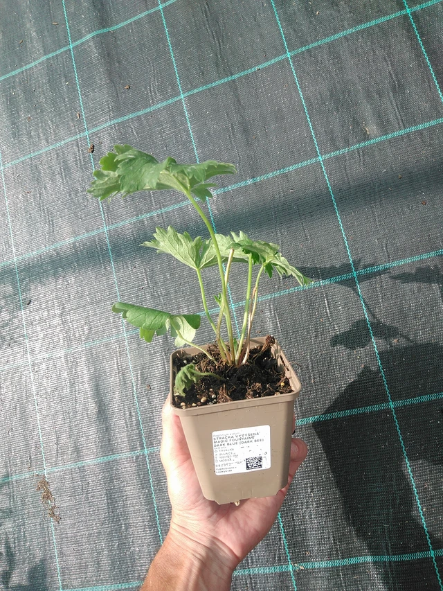 Espuela de caballero Magic Fountains Dark Blue (Dark Bee) - 24. 6. 2025