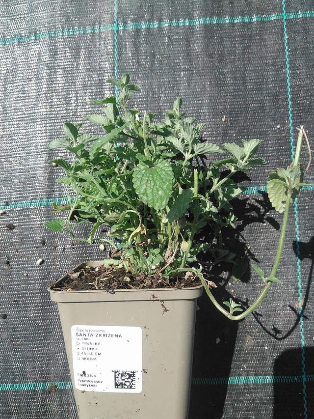 Mirrinminttu - 24. 6. 2025