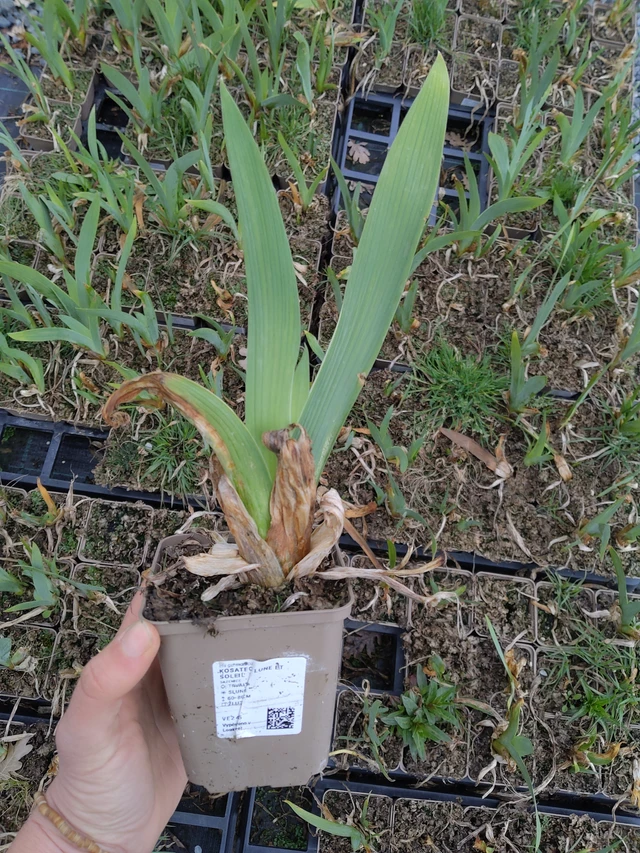 Kurjenmiekka Lune et Soleil - 21. 4. 2026