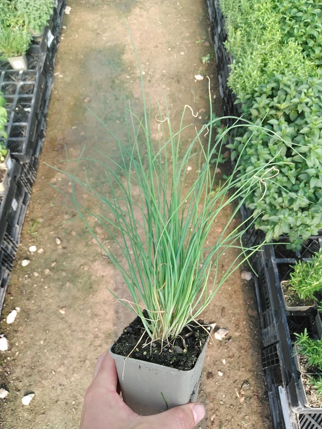 Cebollino - 1. 7. 2025