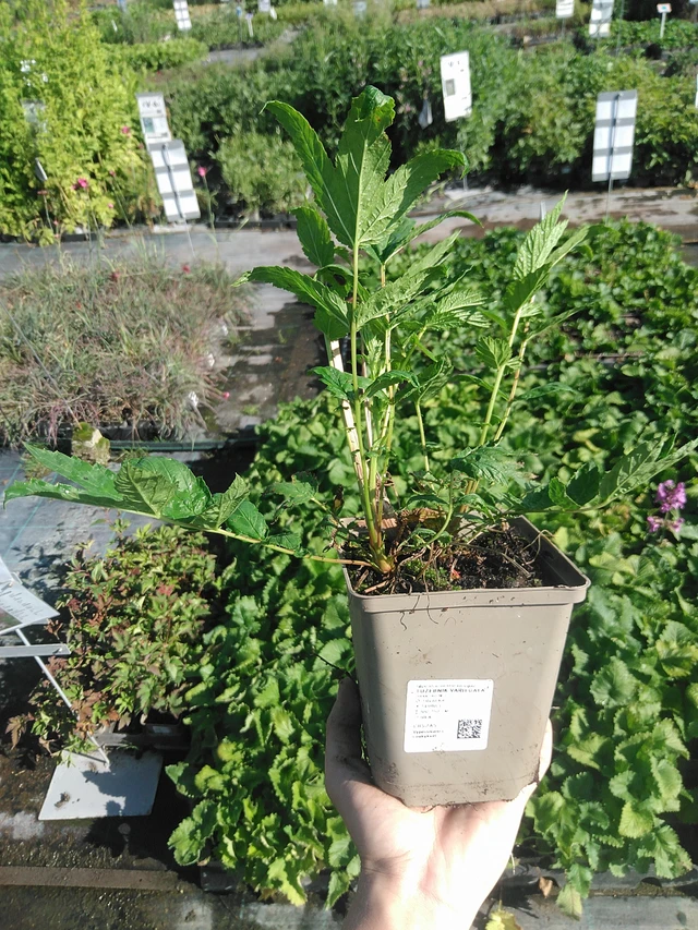 Mesiangervo Variegata - 22. 7. 2026