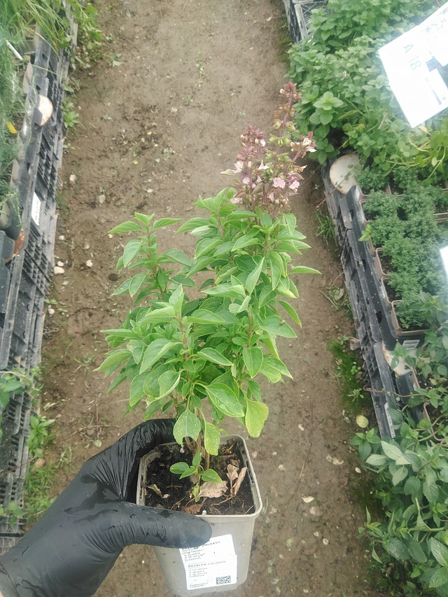 Basilika Coldasil - 10. 9. 2025