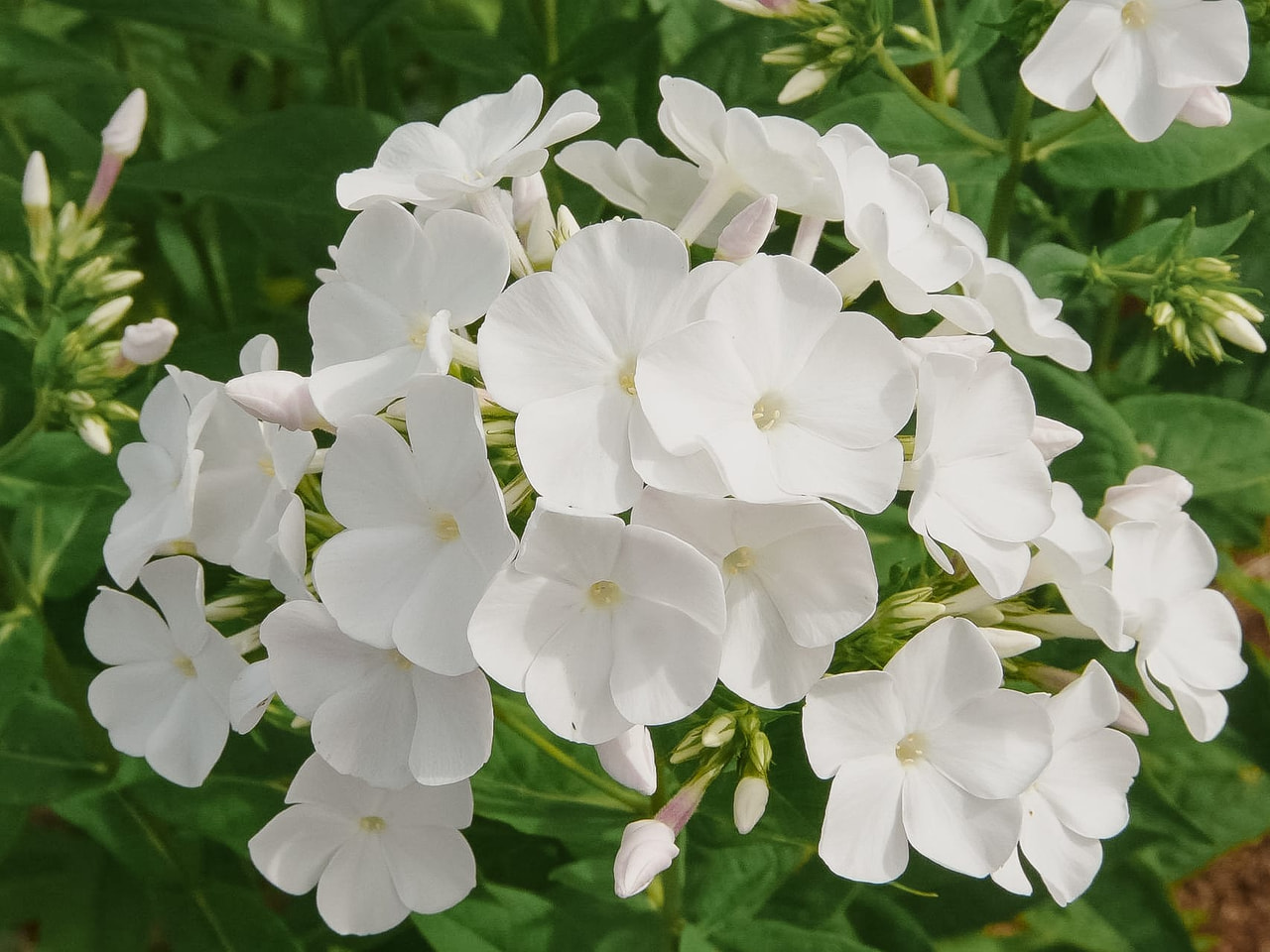 Leimu Waupee, Loukykvět