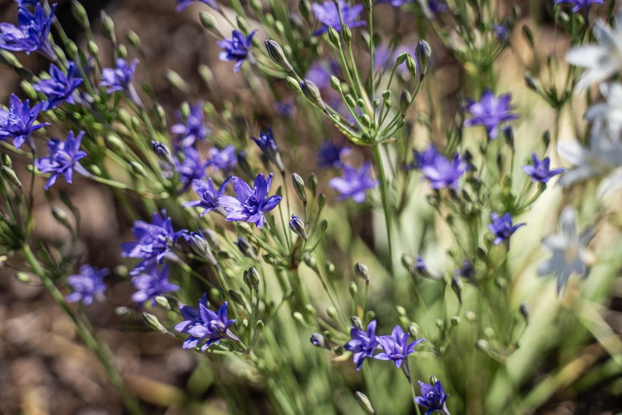 Triteleia Aquarius, Loukykvět