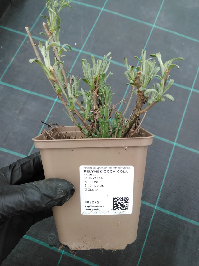 Artemisia Coca Cola - 1. 4. 2026