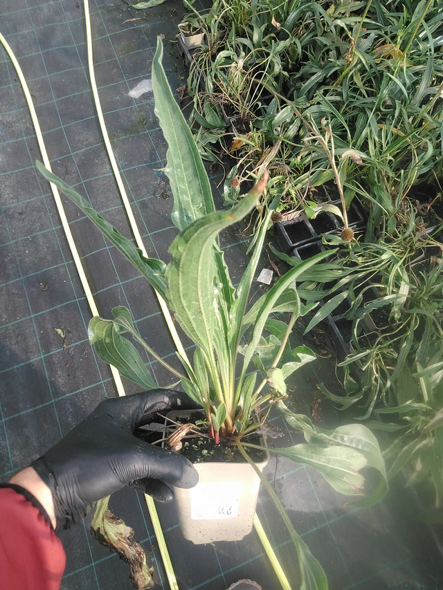 Punahattu Hula Dancer - 13. 10. 2025