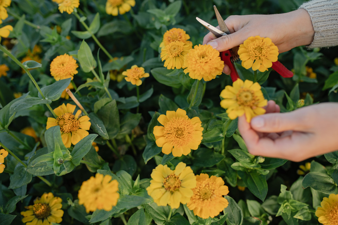 Pruudisõlg Zinderella Yellow, Loukykvět