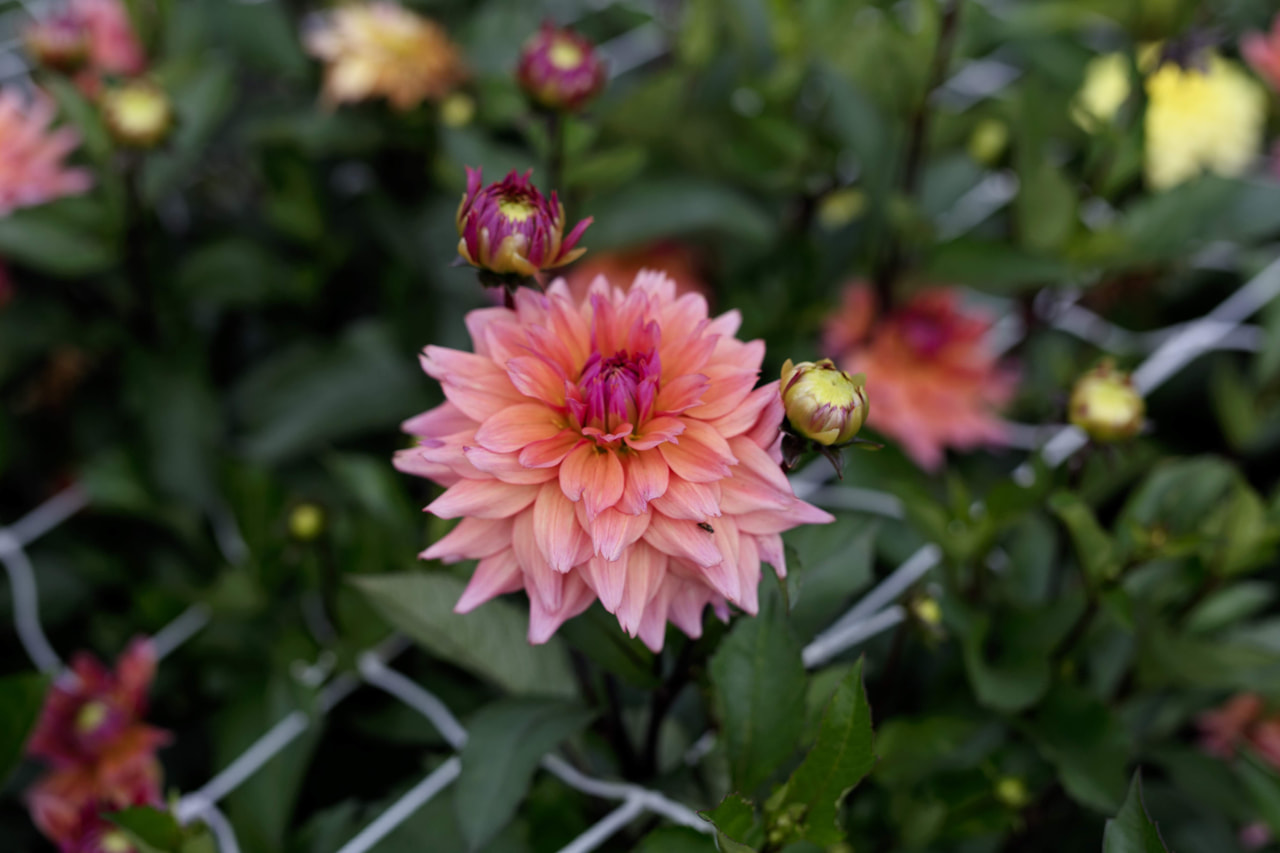 Dalia Sonic Bloom, Loukykvět