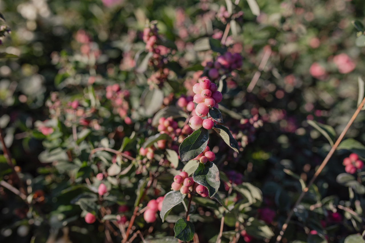 Lumimarja Magical Temptation, Loukykvět