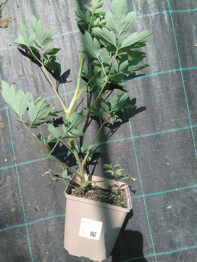 Särkynytsydän - 24. 6. 2025