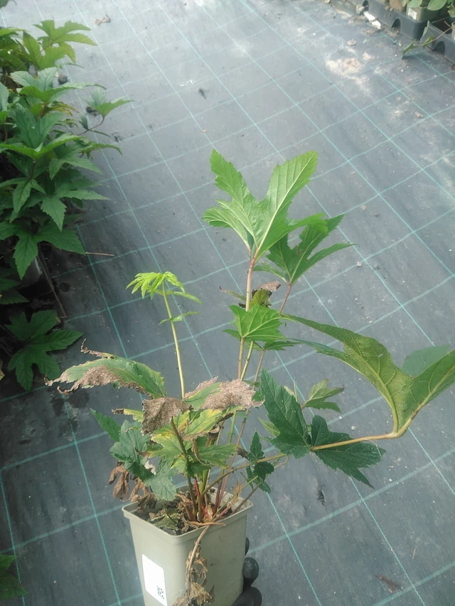 Preeria-angervo Venusta - 10. 9. 2025