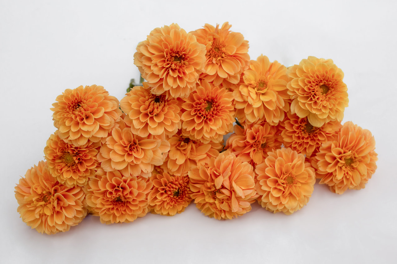 Daalia Ralphie, Loukykvět