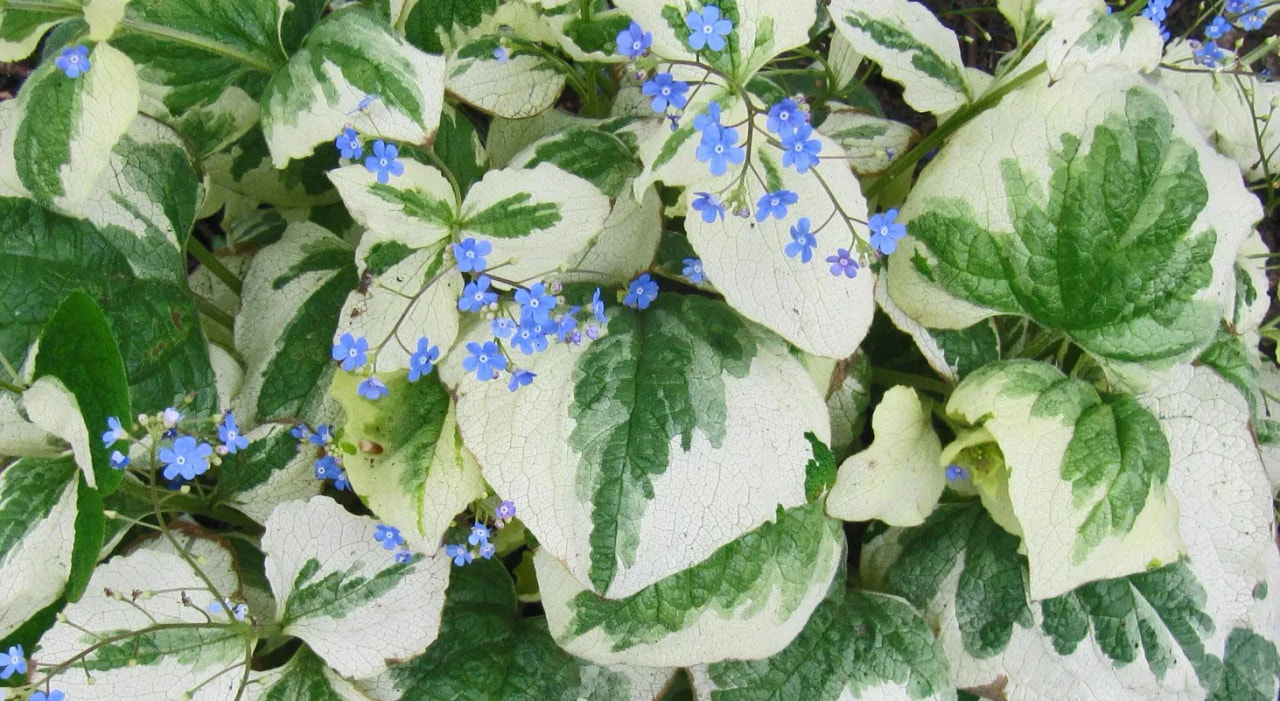 Brunnera Variegata, Loukykvět