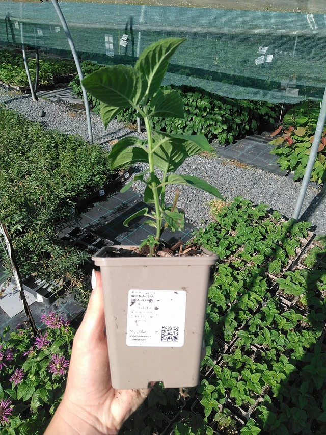 Monarda Prärienacht - 13. 7. 2026