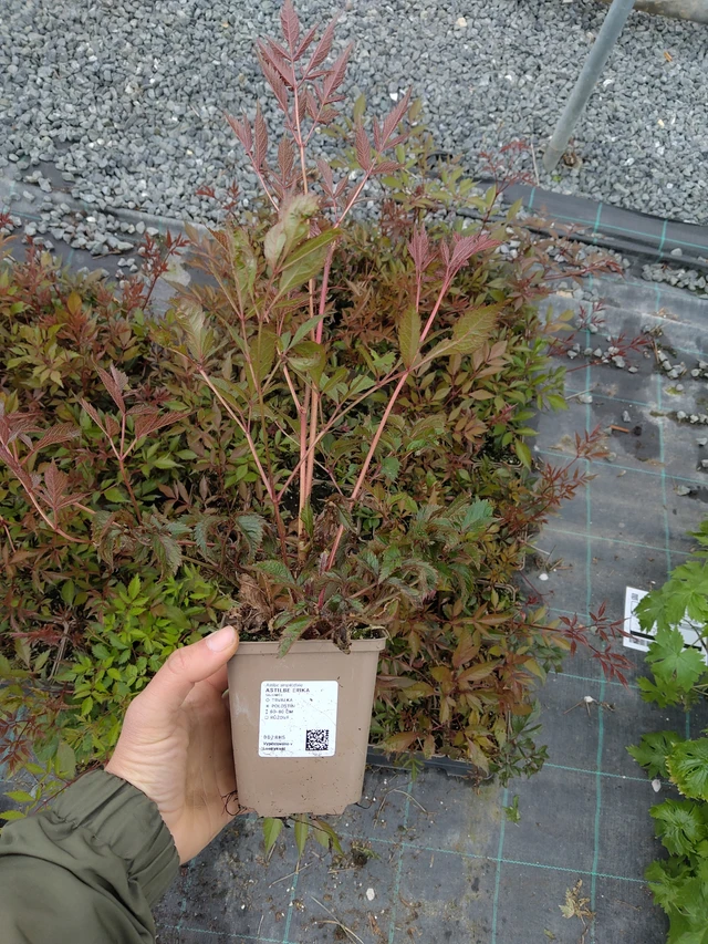 Astilbe Erika - 13. 5. 2026