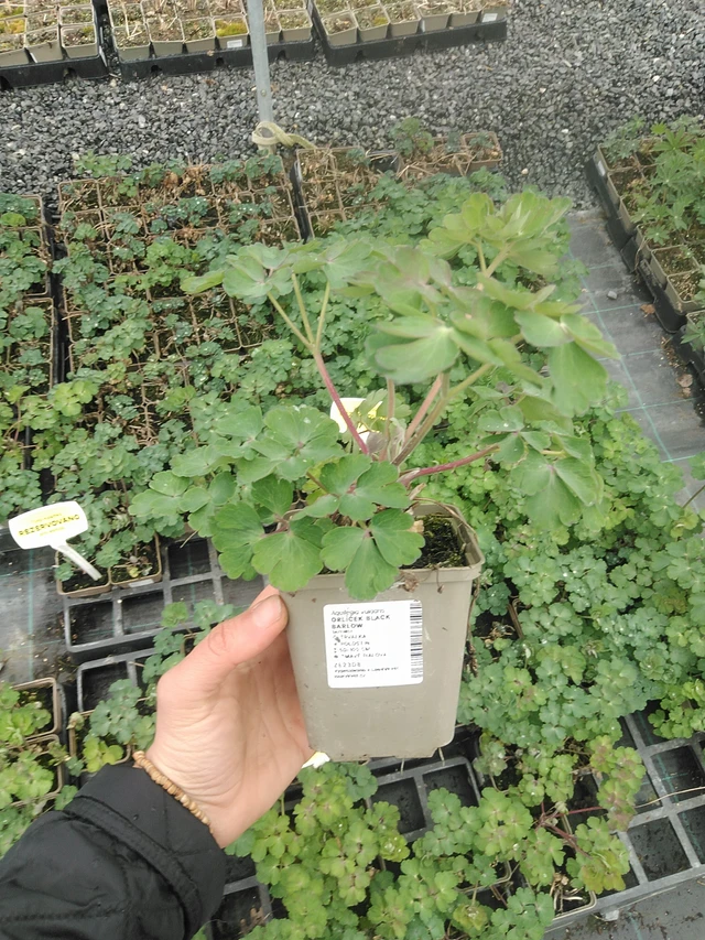 Lehtoakileija Black Barlow - 20. 4. 2026