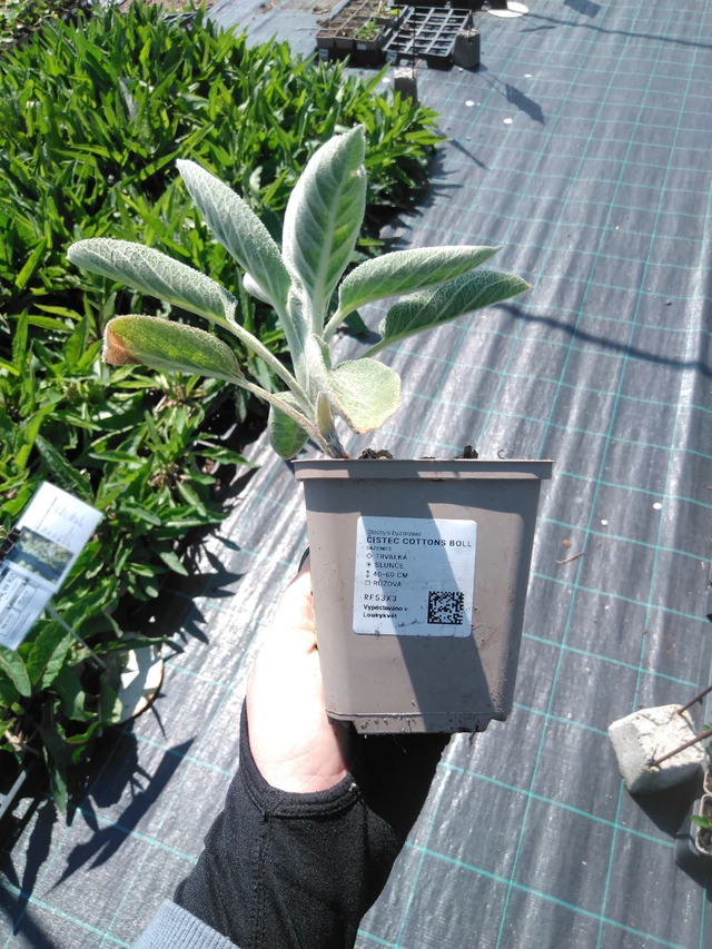 Nukkapähkämö Cottons Boll - 13. 5. 2025