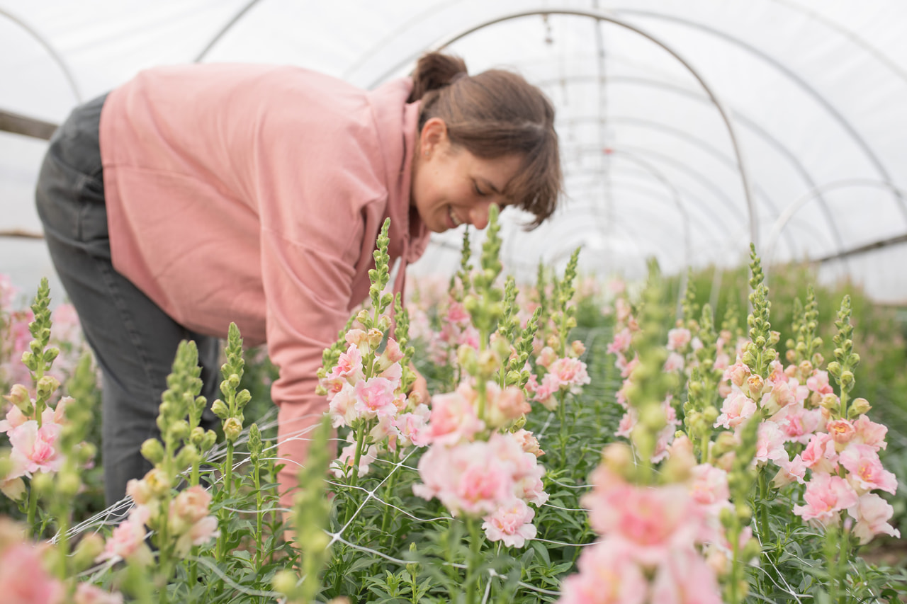 Leijonankita Double Frappe Light Pink, Loukykvět