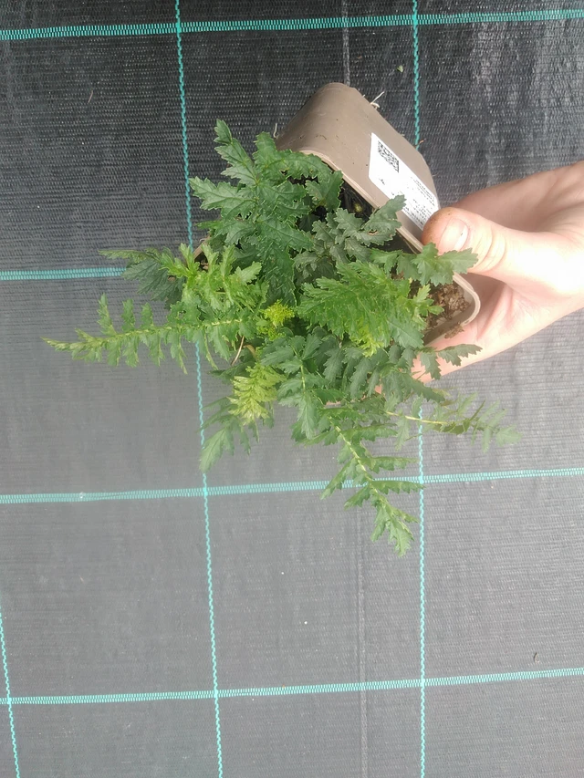 Filipéndula Plena - 17. 7. 2025