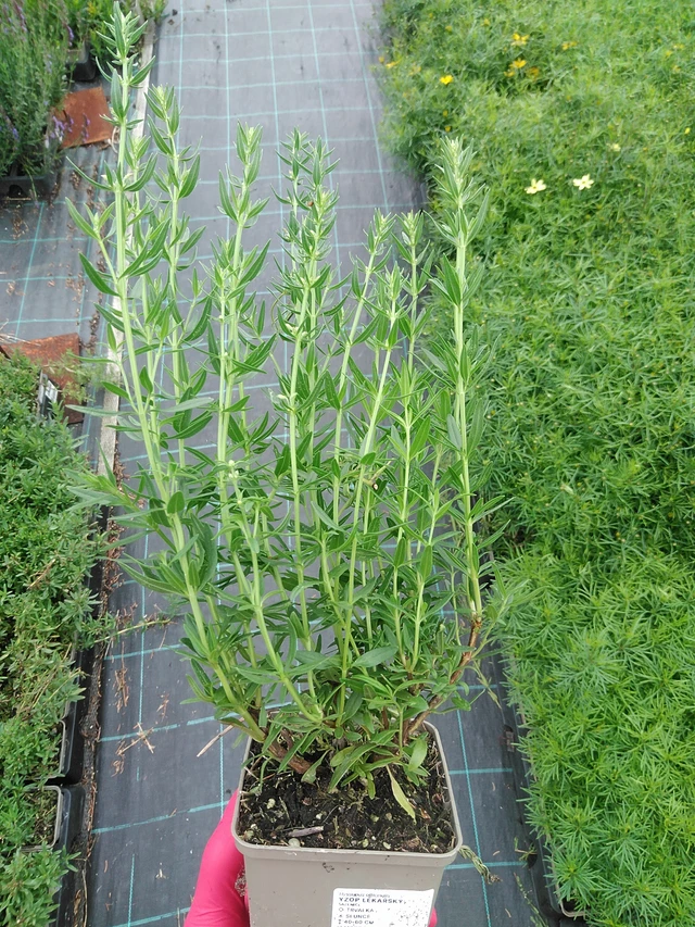 Hisopo - 29. 7. 2025