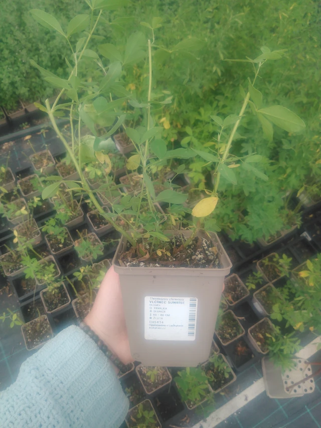 Revonpapu Sunrise - 2024