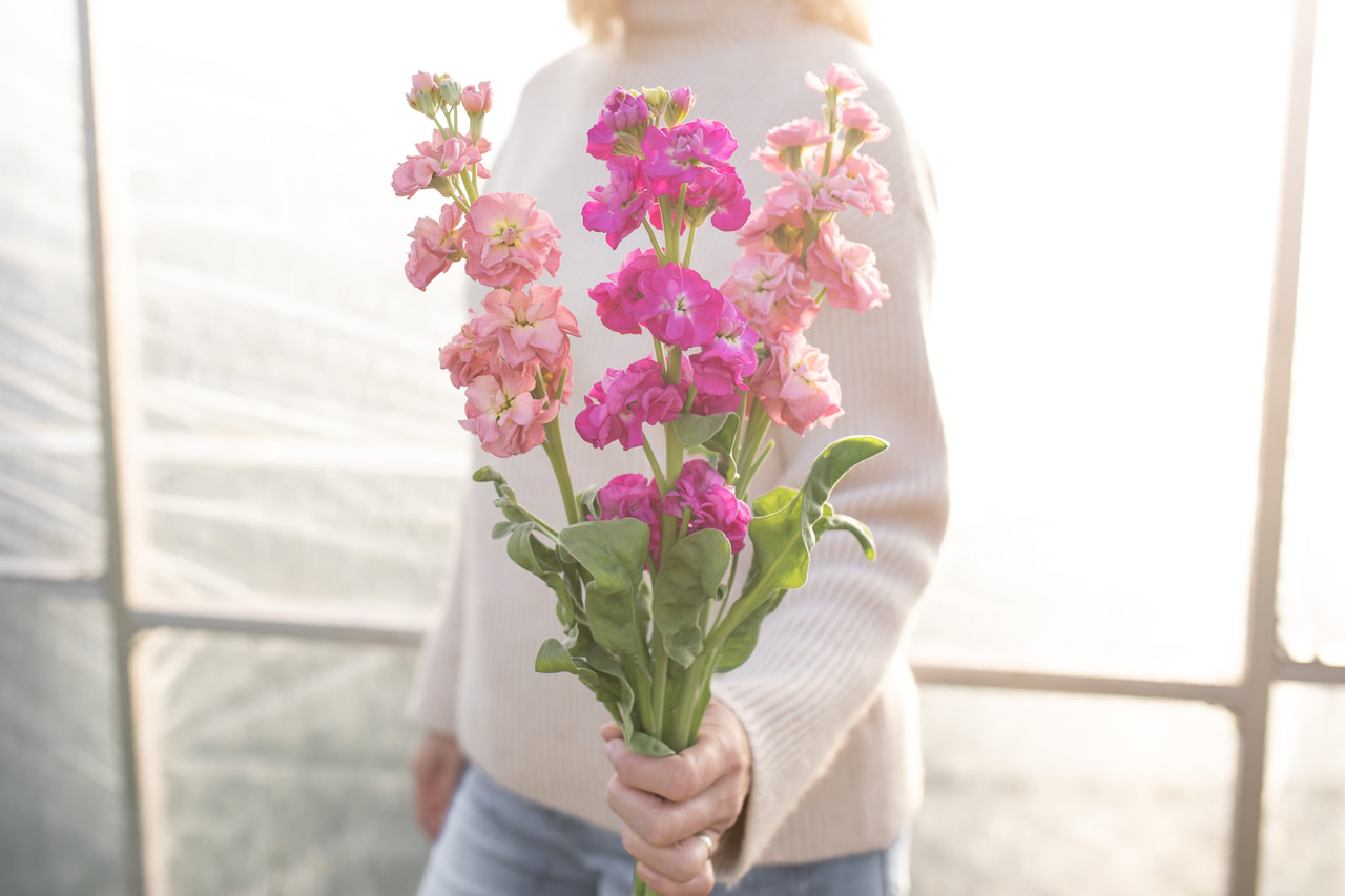 Alhelí StoX Azaleas Patch Mix, Loukykvět