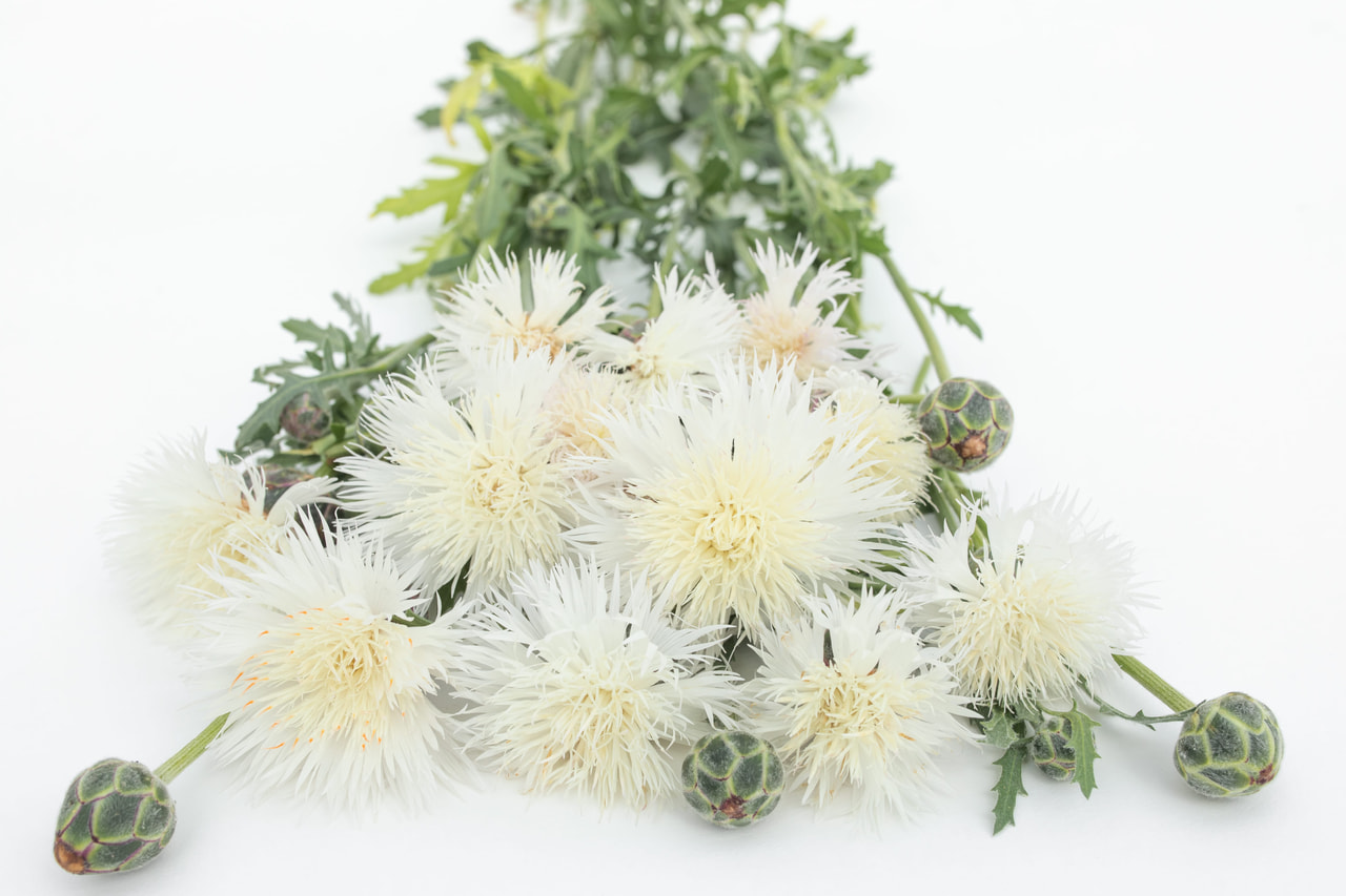 Aciano imperial The Bride, Loukykvět