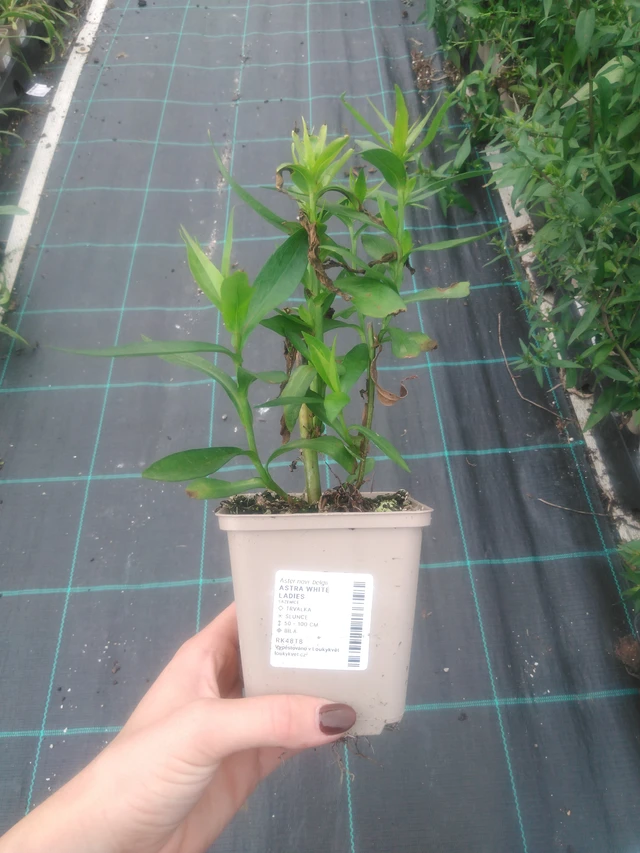 Syysasteri White Ladies - 2024