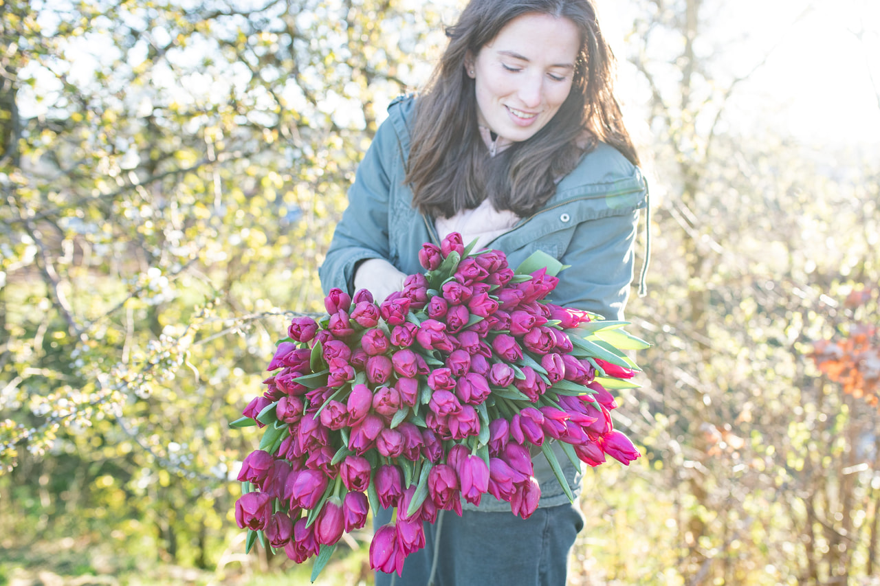 Tulppaani Pink Ardour, Loukykvět