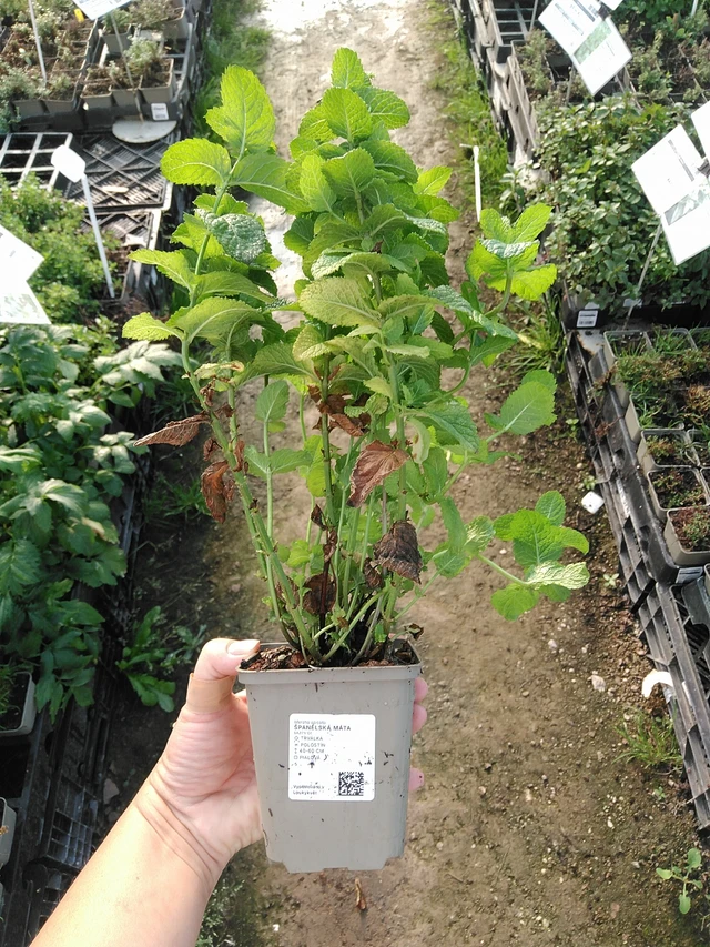 Menthe espagnole - 19. 8. 2025