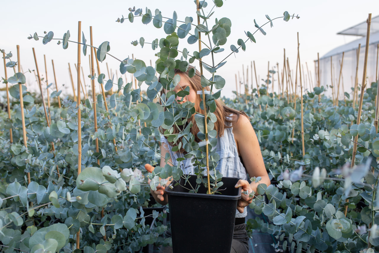 Eucalipto Silver Dollar, Loukykvět
