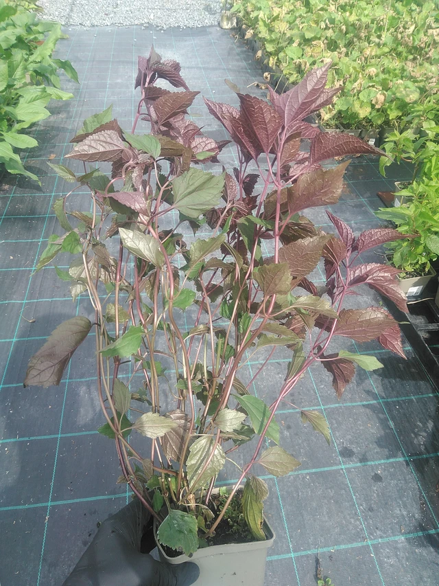 Punalatva Chocolate - 10. 9. 2025