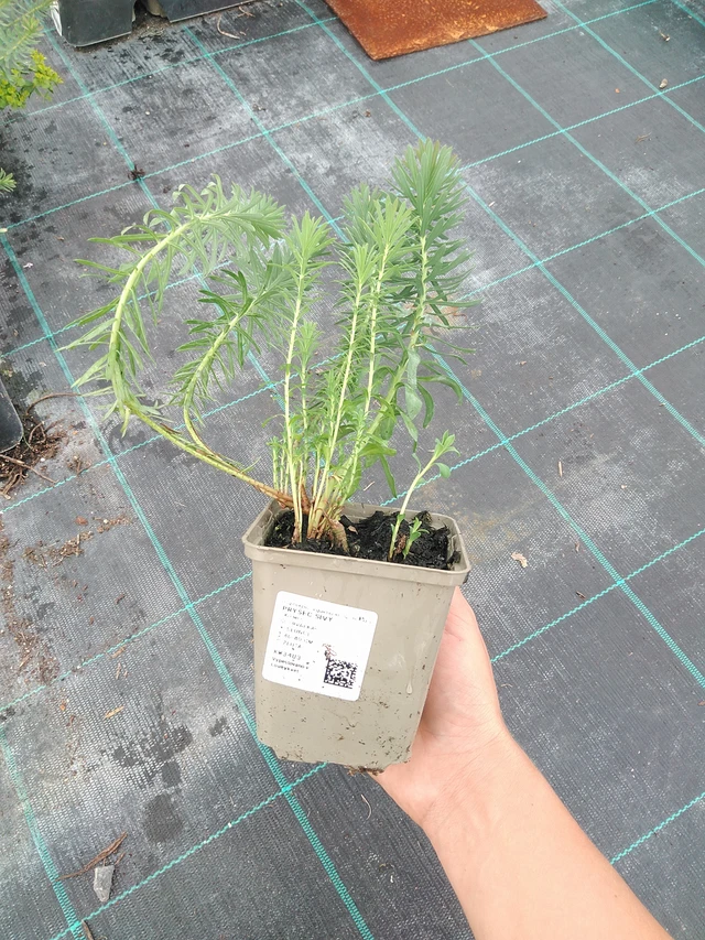 Euphorbia myrsinites - 10. 9. 2025