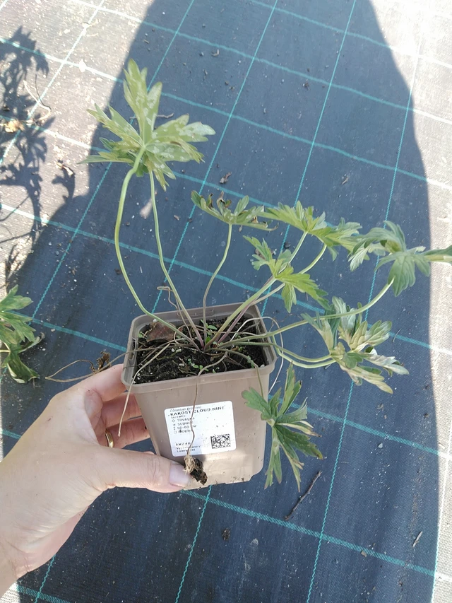 Kurjenpolvi Cloud Nine - 19. 8. 2025