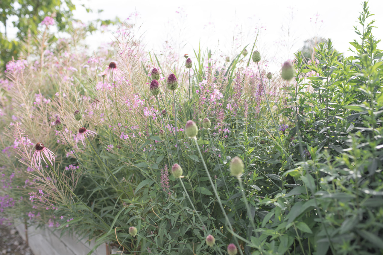 Allium sphaerocephalon, Loukykvět