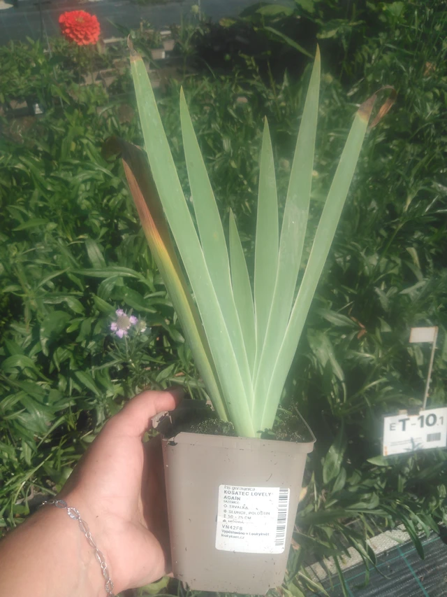 Kurjenmiekka Lovely Again - 2024