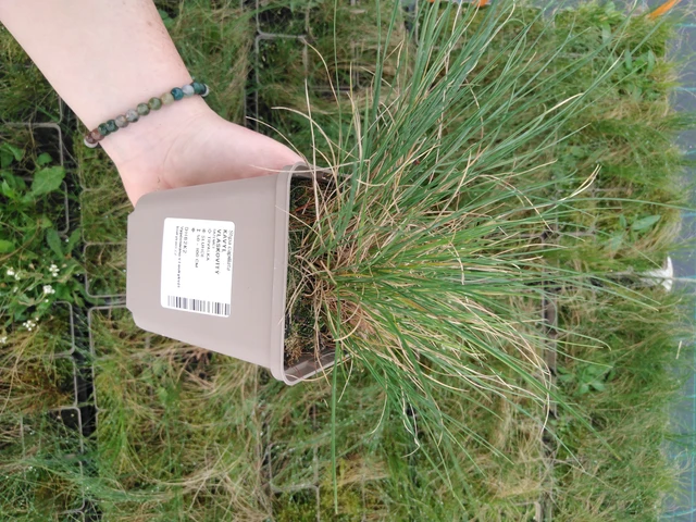 Hiushöyhenheinä - 2024