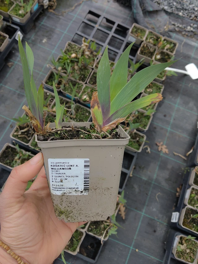 Kurjenmiekka Lent A. Williamson - 21. 4. 2026