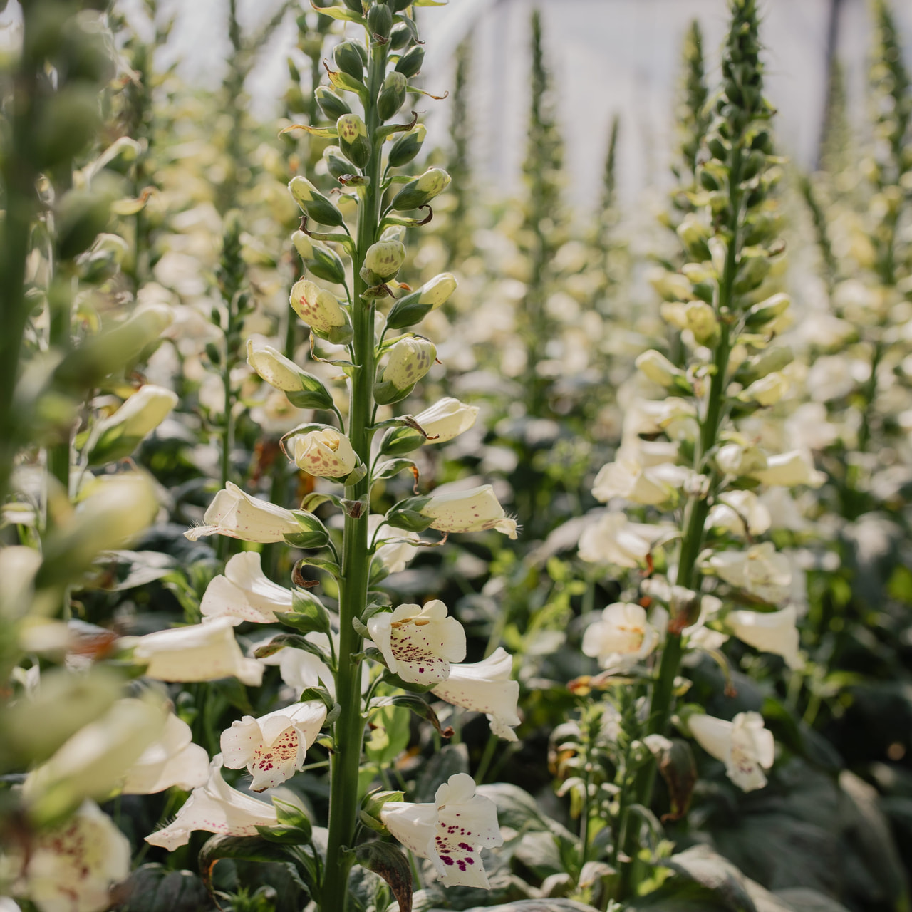 Dedalera Camelot Cream, Loukykvět