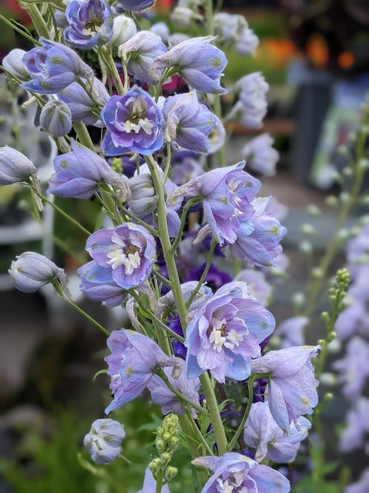 Larkspur Benary’s Pacific Cameliard, Loukykvět