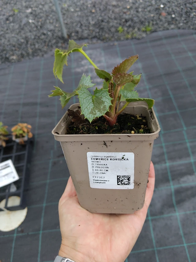 Korsikanjouluruusu - 10. 9. 2025