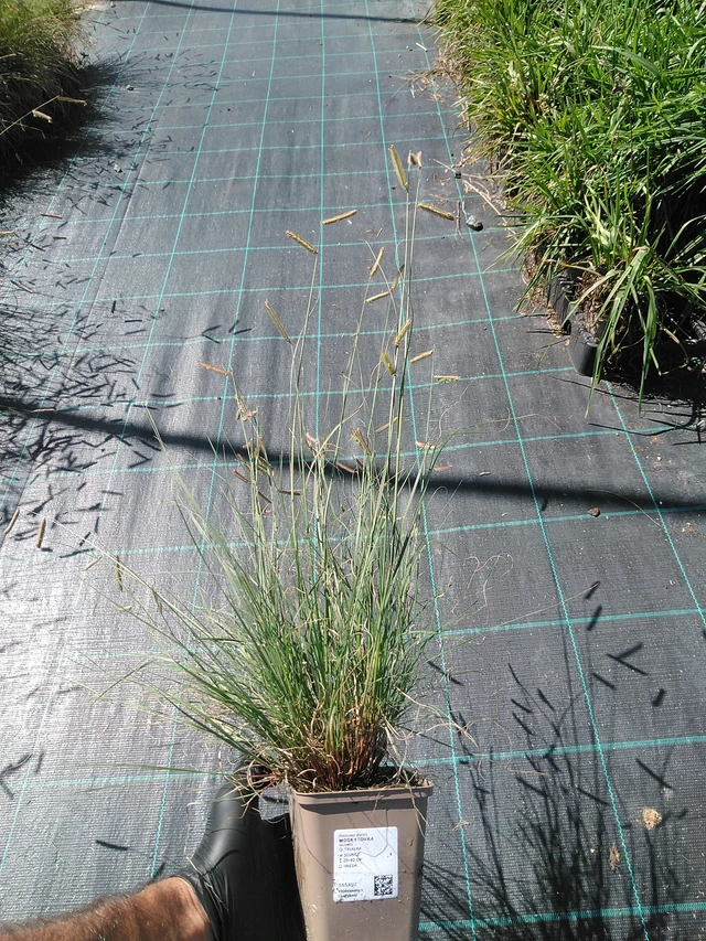 Moskiittoruoho - 19. 8. 2025