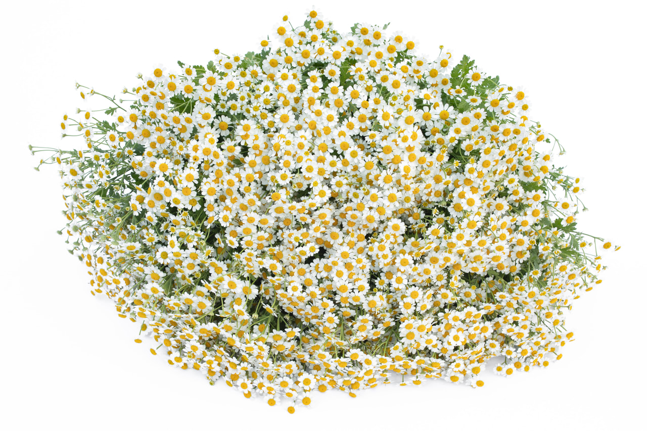 Reunuspietaryrtti Cameron, Loukykvět