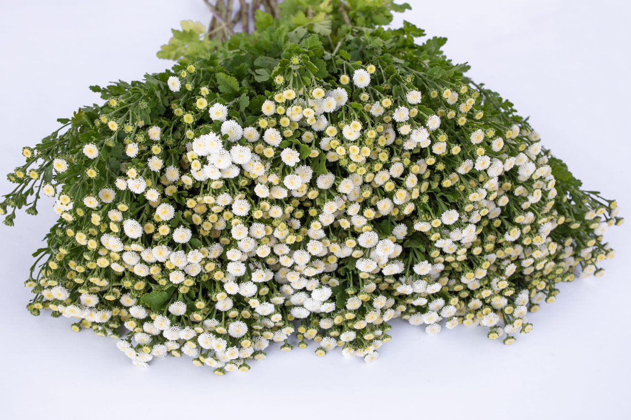 Reunuspietaryrtti Crown White, Loukykvět