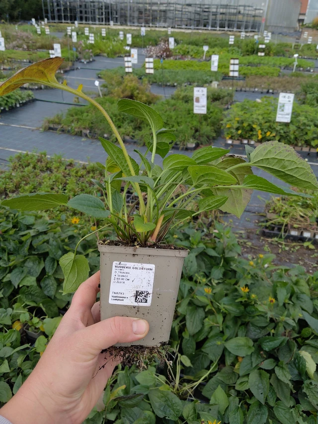 Sädepäivänhattu Goldsturm - 9. 10. 2025